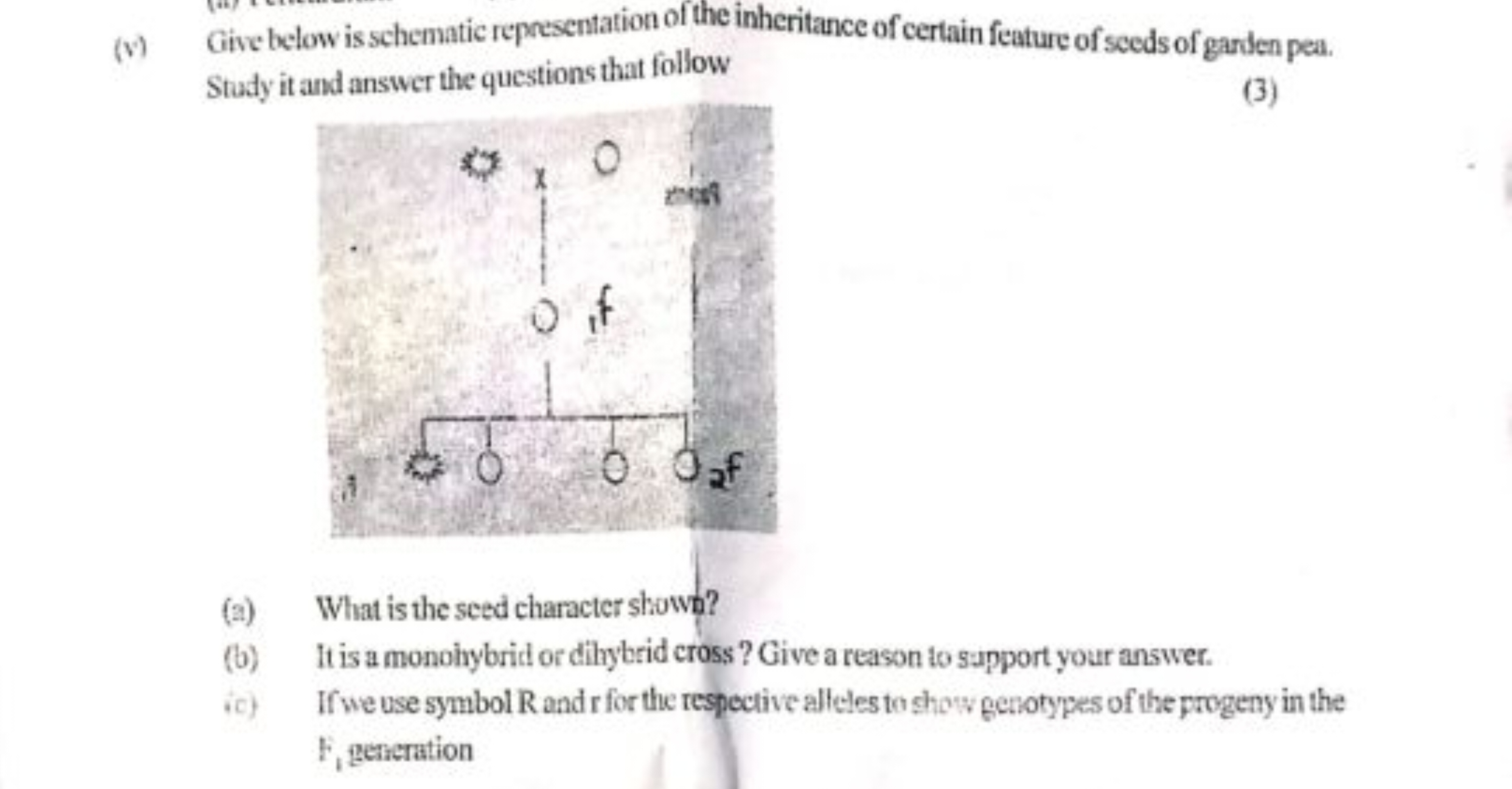 (v) Give below is schematic representation of the inheritance of certa