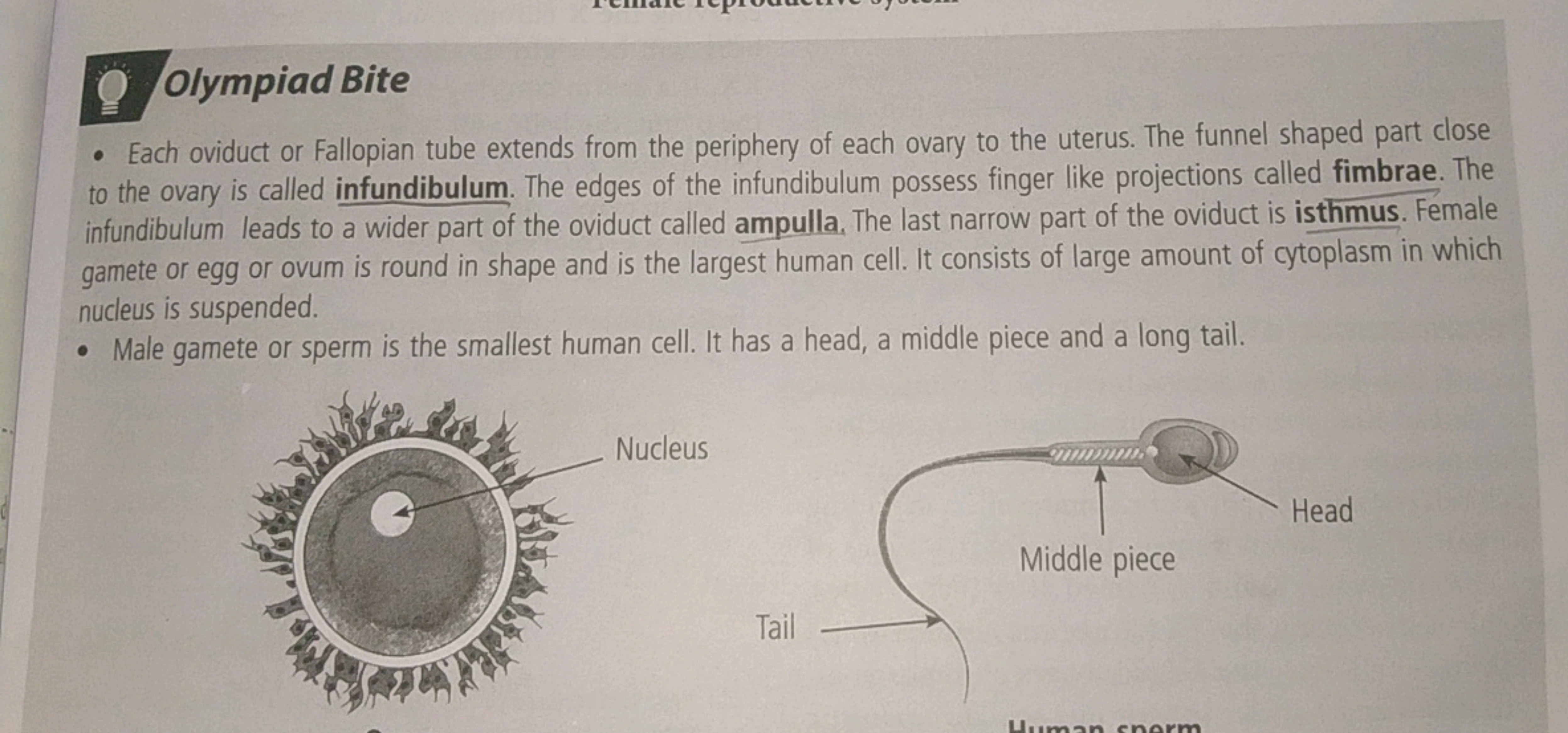 Olympiad Bite
• Each oviduct or Fallopian tube extends from the periph