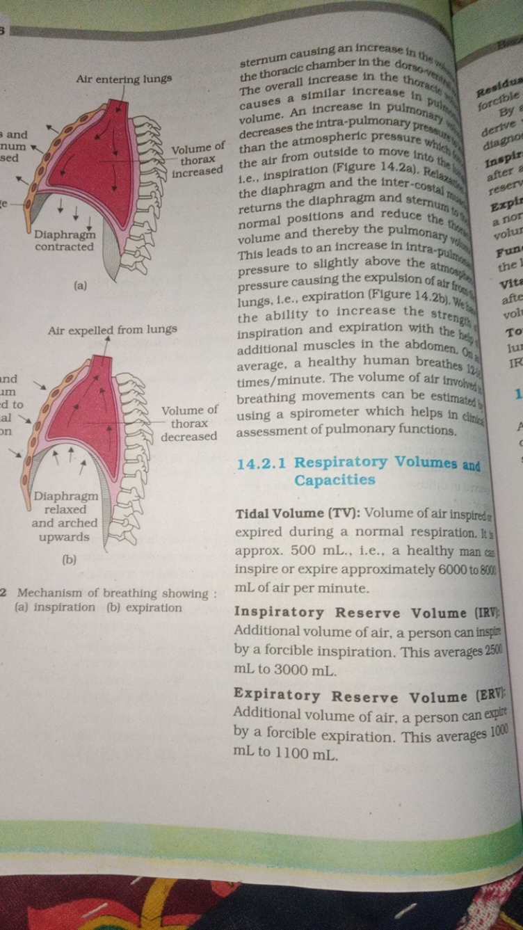 
2 Mechanism of breathing showing : (a) inspiration
(b) expirationster