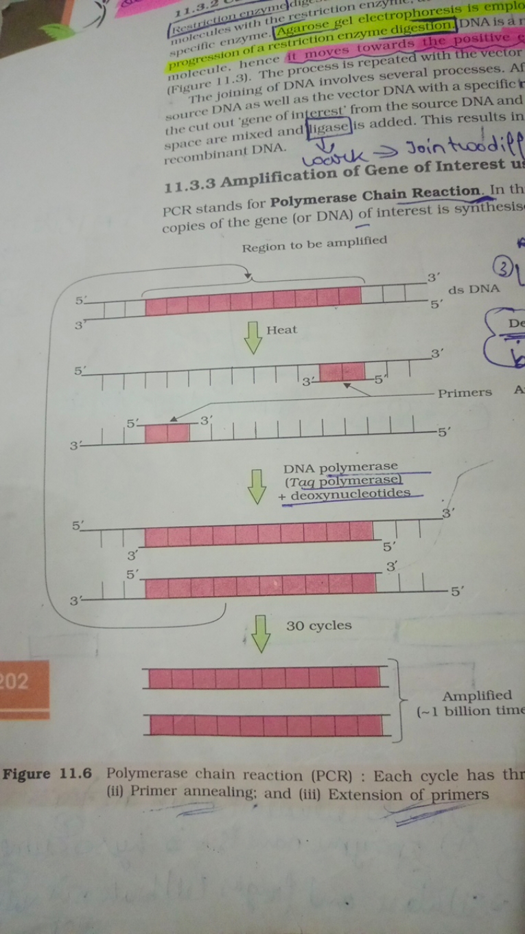 Redinction enzyme with the restriction enzectrophoresis is emplo apeci