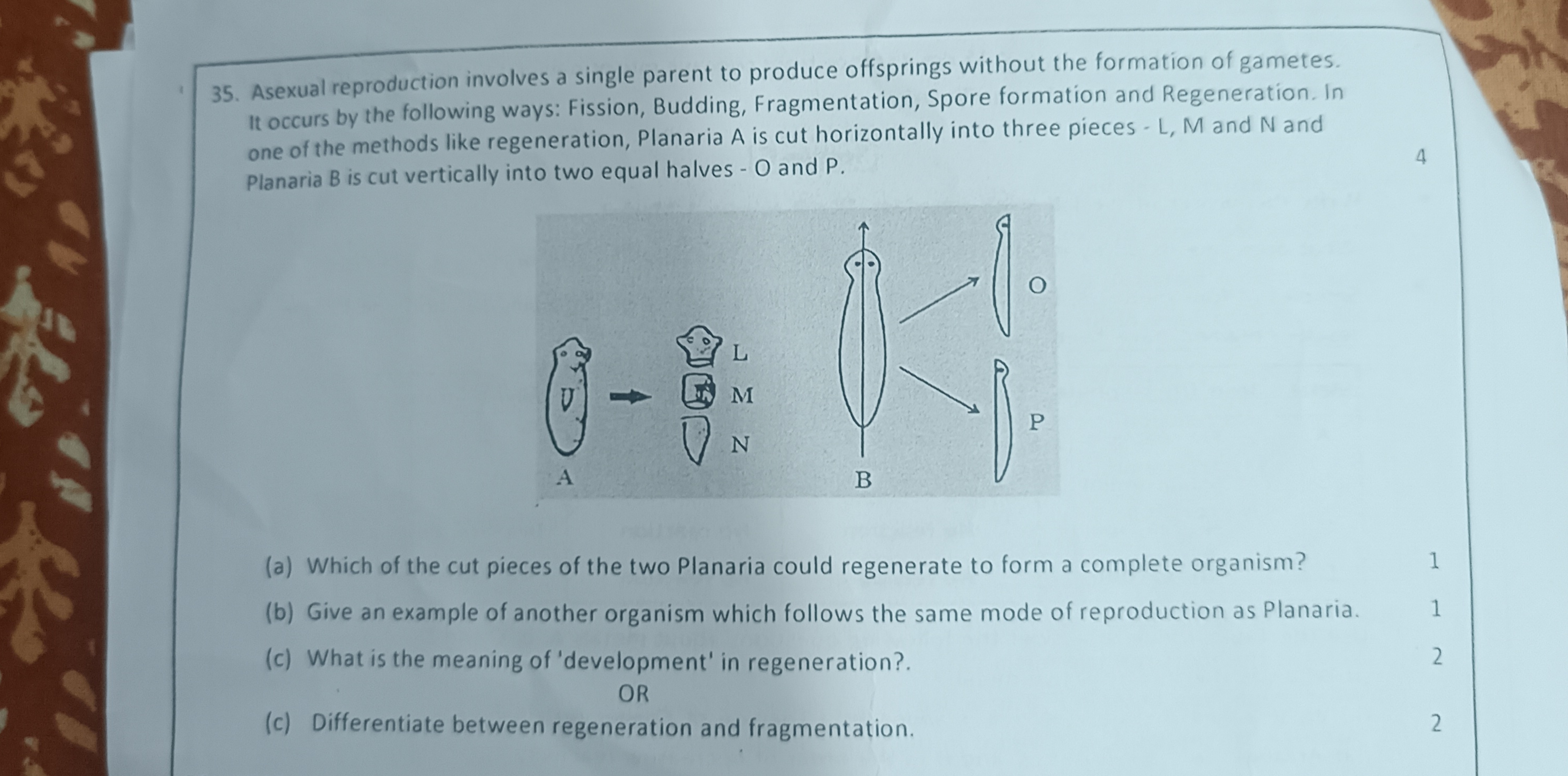 35. Asexual reproduction involves a single parent to produce offspring