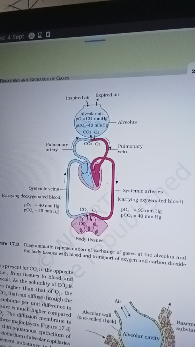 4 Sept
Breatiing and Etciungee of Gases
2
ure 17.3 Diagrammatic repres