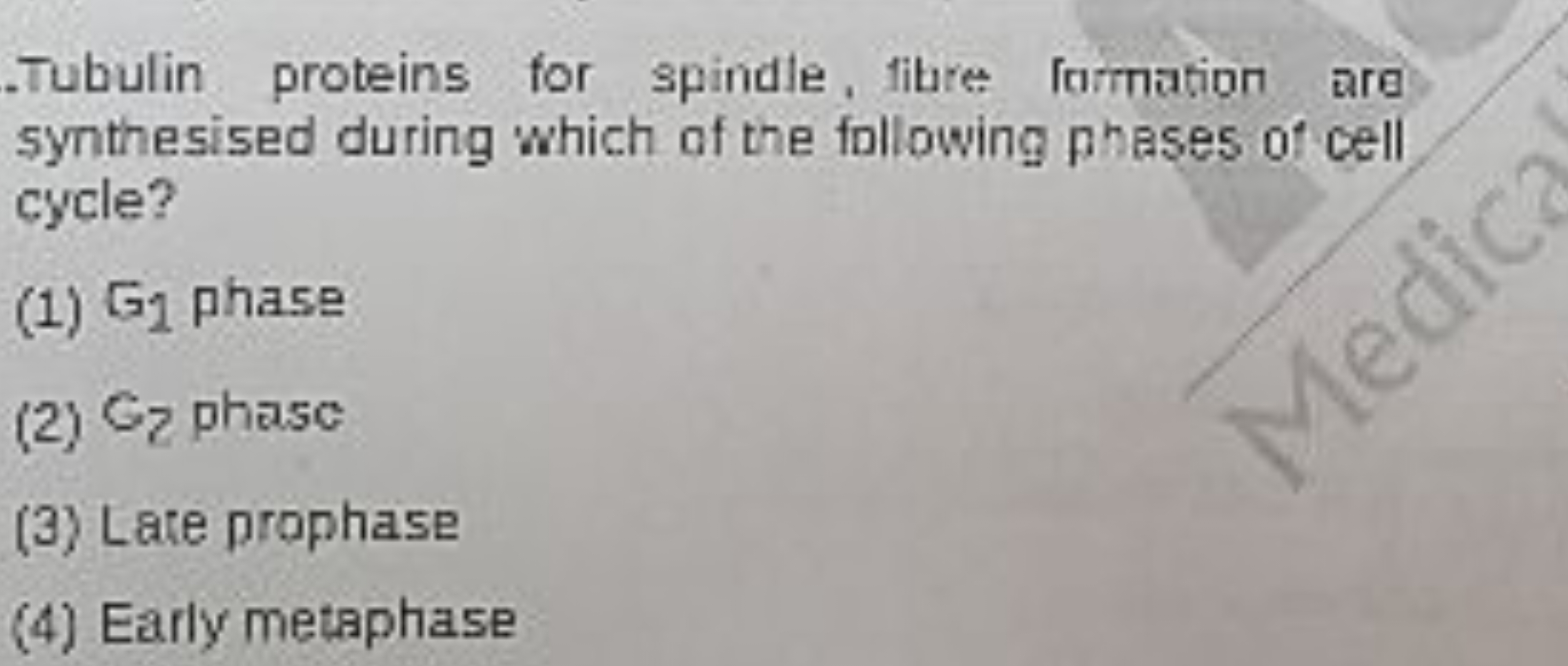 Tubulin proteins for spindle, fibre formation are synthesised during w