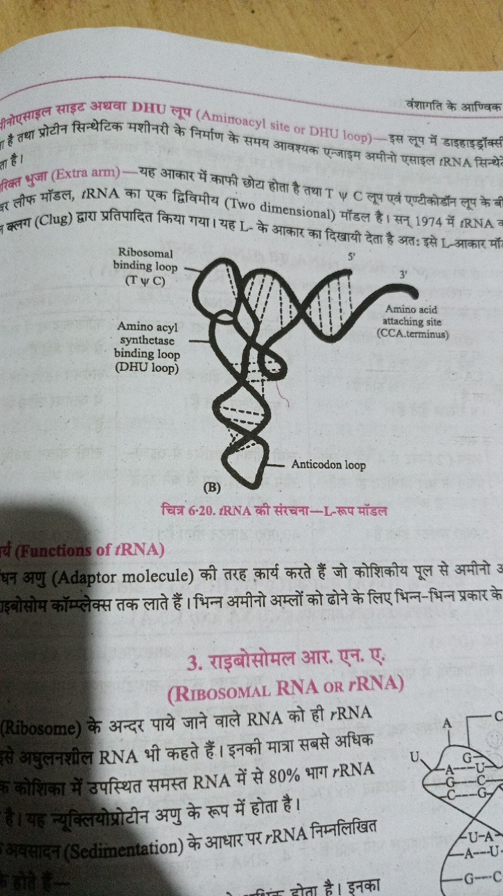 वंशागति के आण्विक
विनेएसाइल साइट अथवा DHU लूप (Amiroacyl site or DHU l