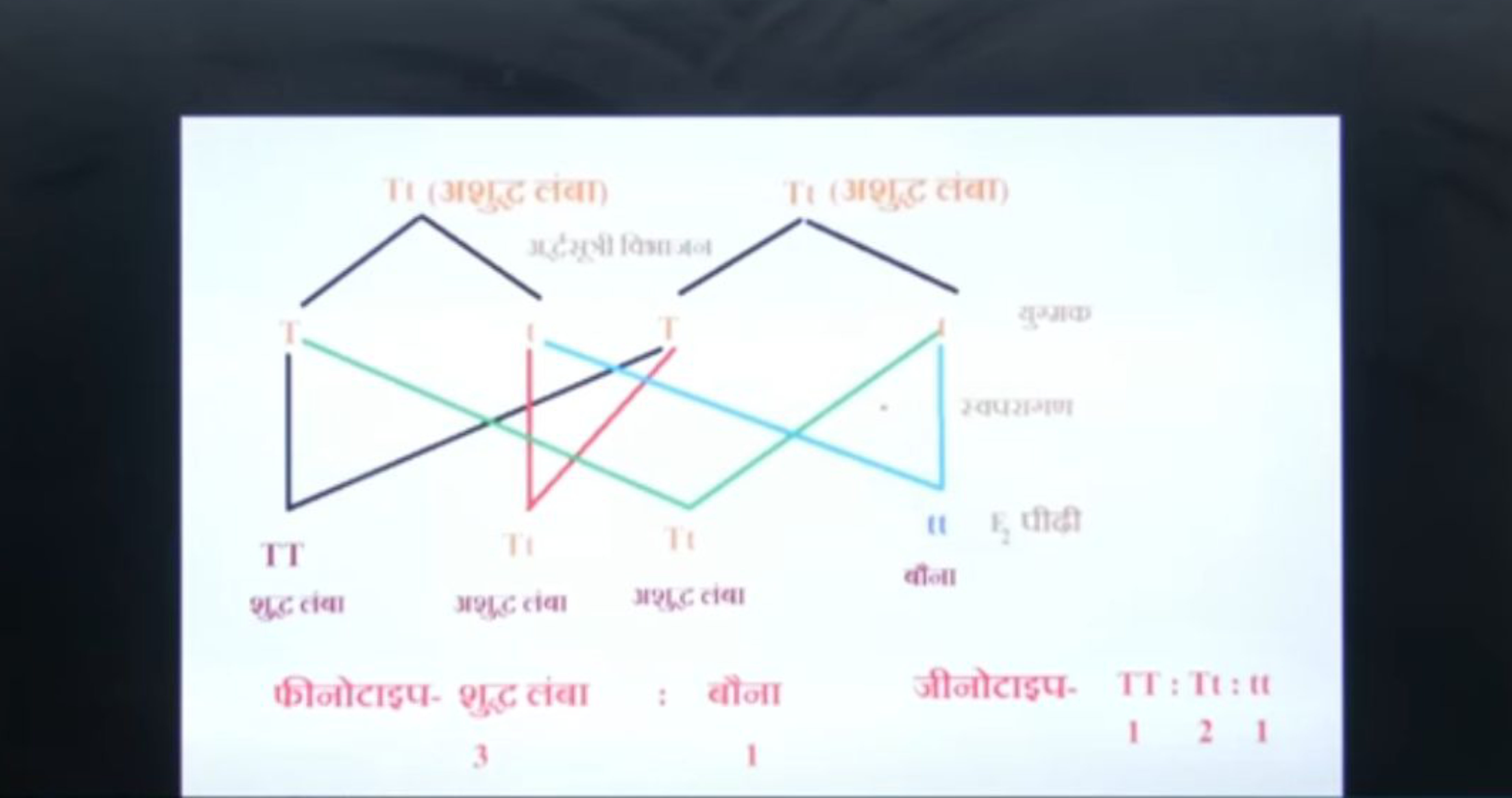 फीनोटाइप-
शुद्ट cंवा :
 बौना जीनोटाइप- 1​TT:Tt:tt1​2​1​