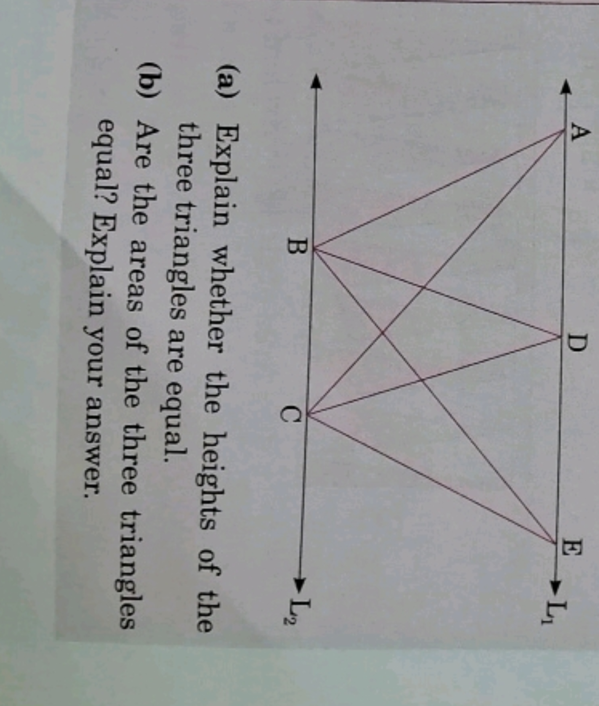 (a) Explain whether the heights of the three triangles are equal.
(b) 