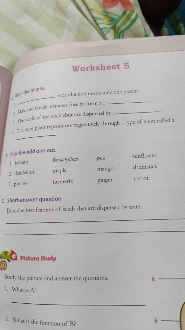 Worksheet 5
4. The mint plant reproduces vegetatively through a type o