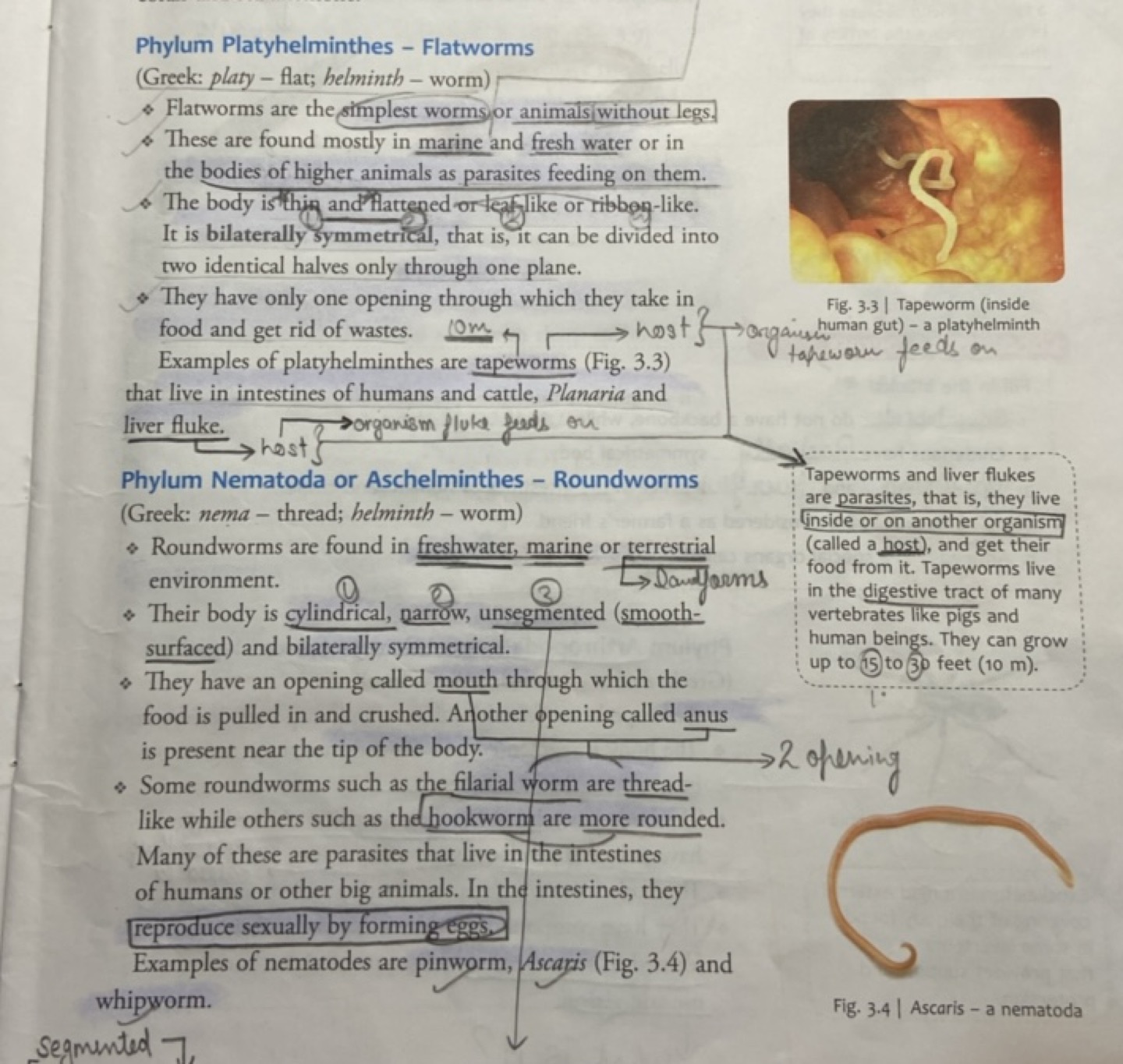 Phylum Platyhelminths - Flatworms
(Greek: platy - flat; helminth - wor