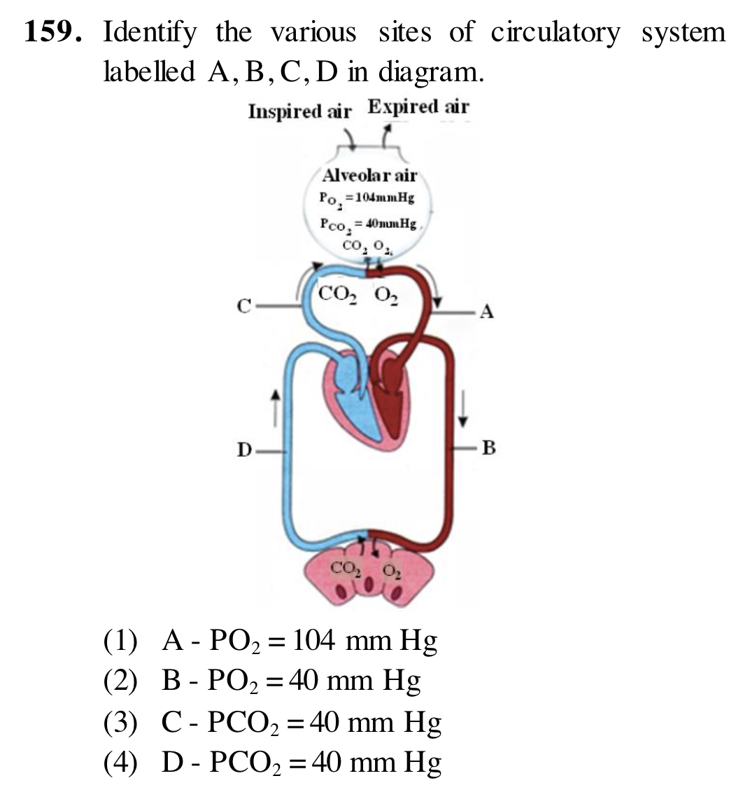Identify the various sites of circulatory system labelled A, B, C, D i