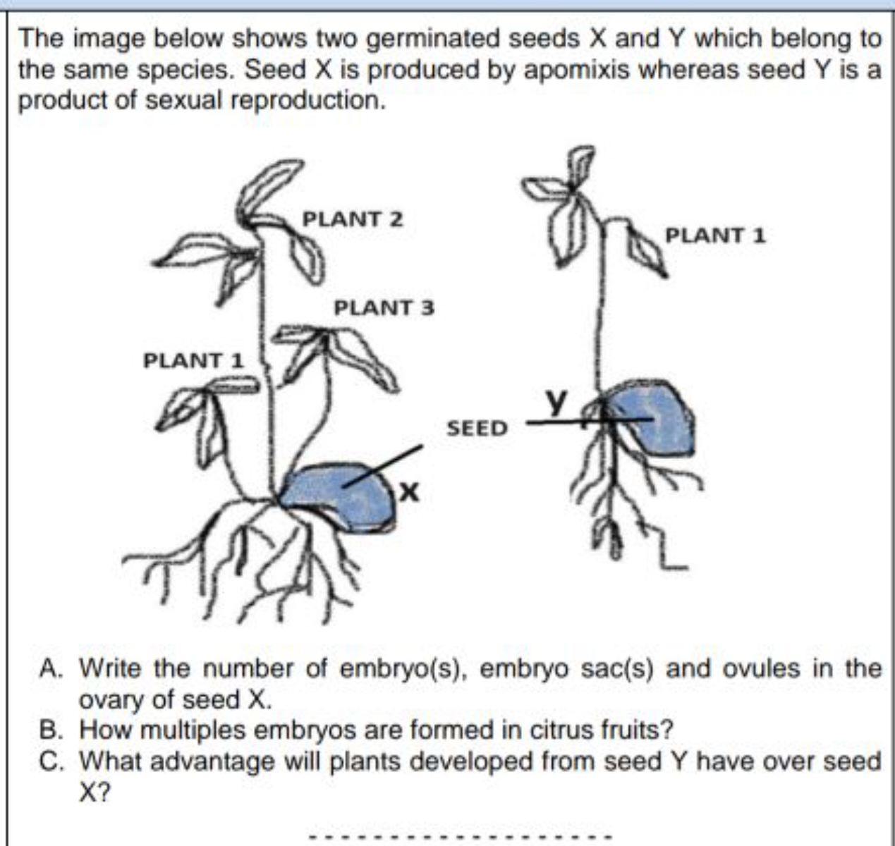 The image below shows two germinated seeds X and Y which belong to the