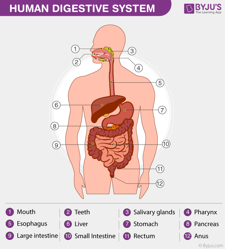 HUMAN DIGESTIVE SYSTEM
BBYJU'S
(1) Mouth(2) Teeth3 Salivary glands(4) 