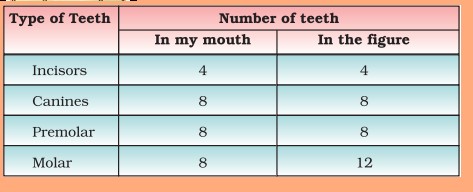 \multirow{2}{*}{ Type of Teeth }Number of teeth{ 2 - 3 }In my mouthIn 