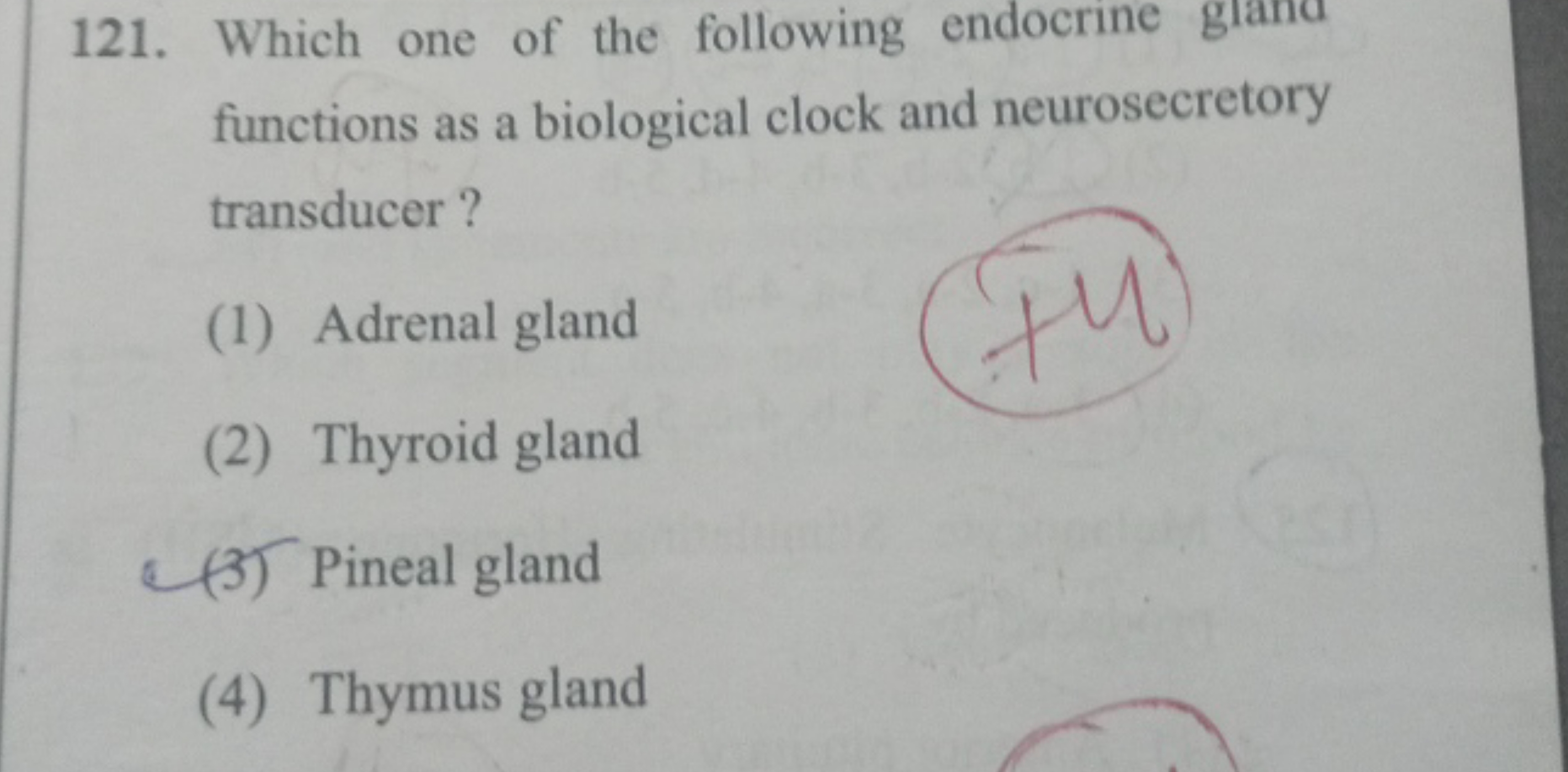 121. Which one of the following endocrine gland functions as a biologi