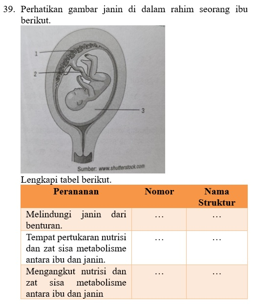 Perhatikan gambar janin di dalam rahim seorang ibu berikut. Gambar janin..