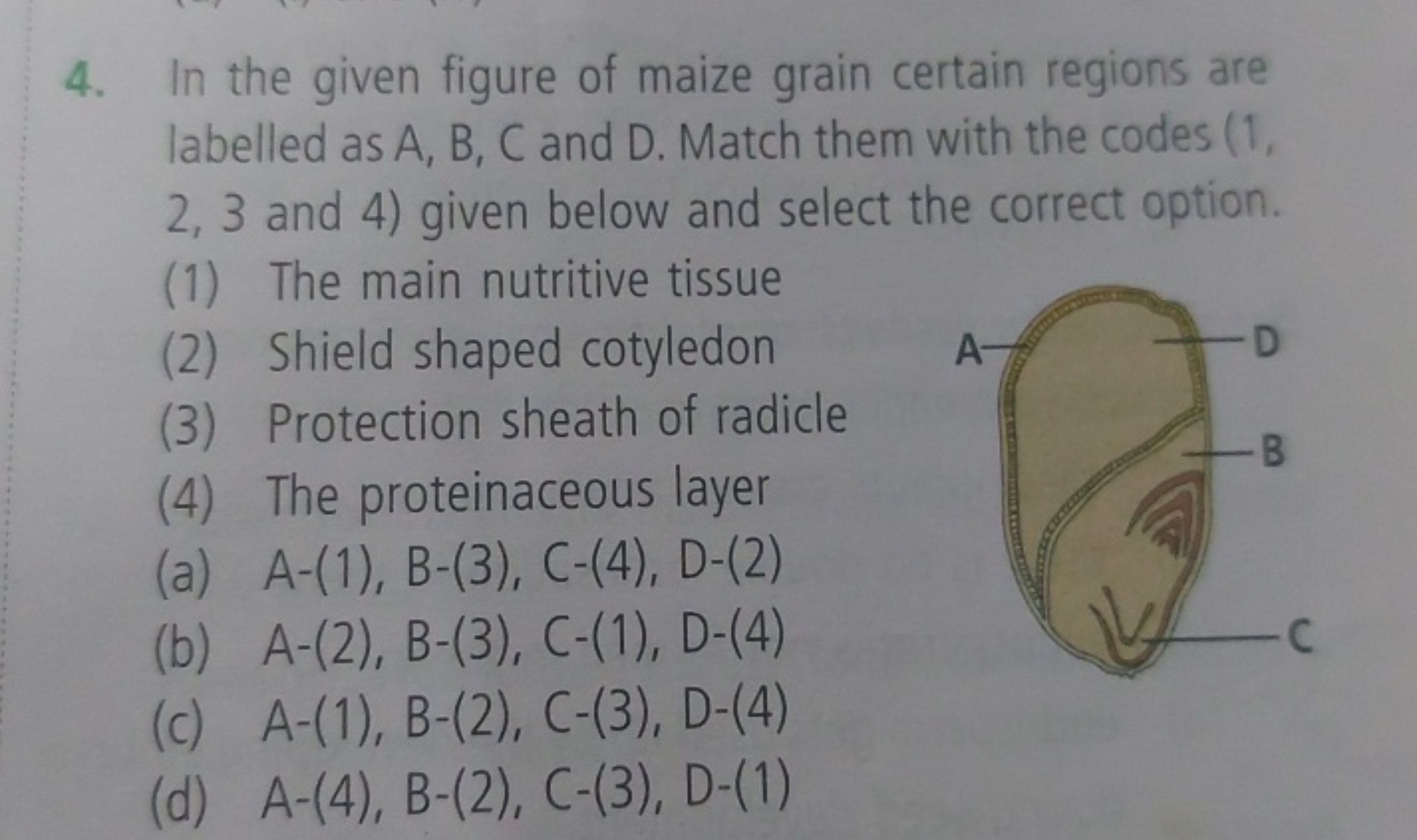 4. In the given figure of maize grain certain regions are labelled as 