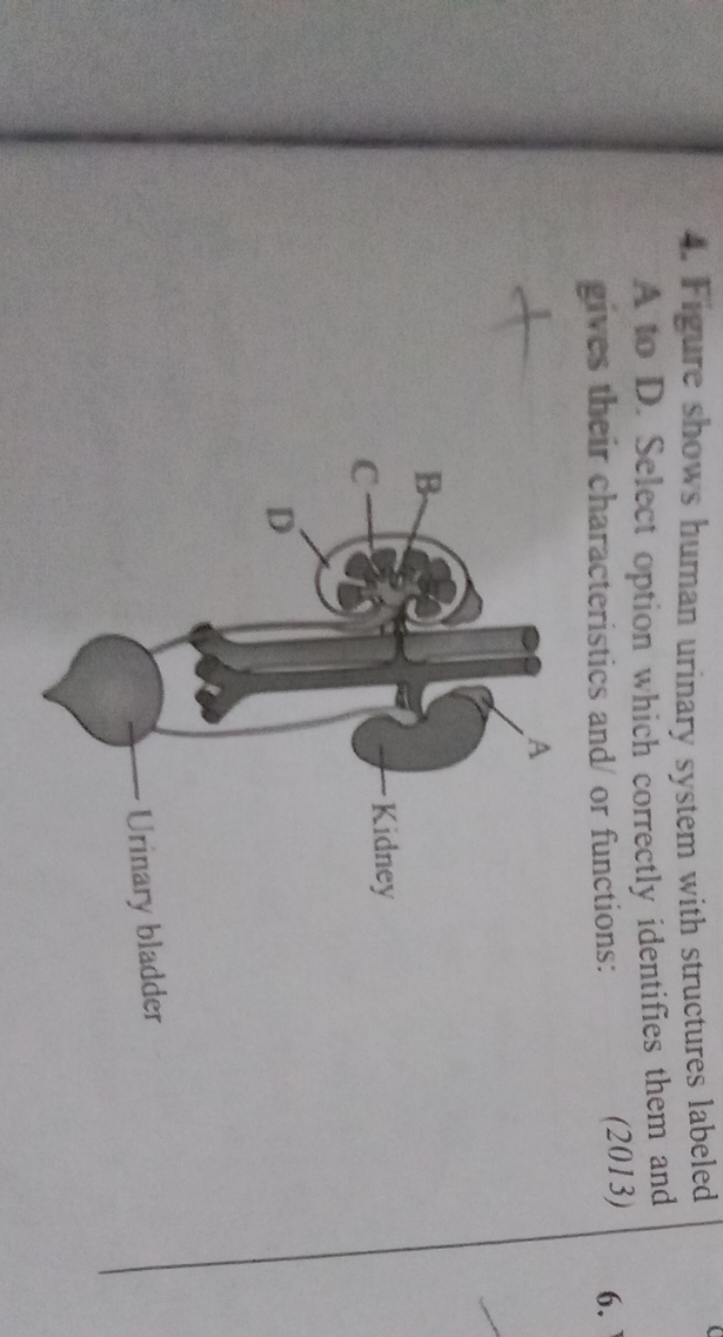 4. Figure shows human urinary system with structures labeled A to D. S