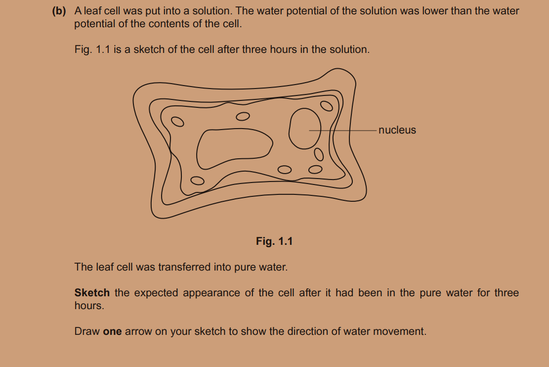 (b) A leaf cell was put into a solution. The water potential of the so