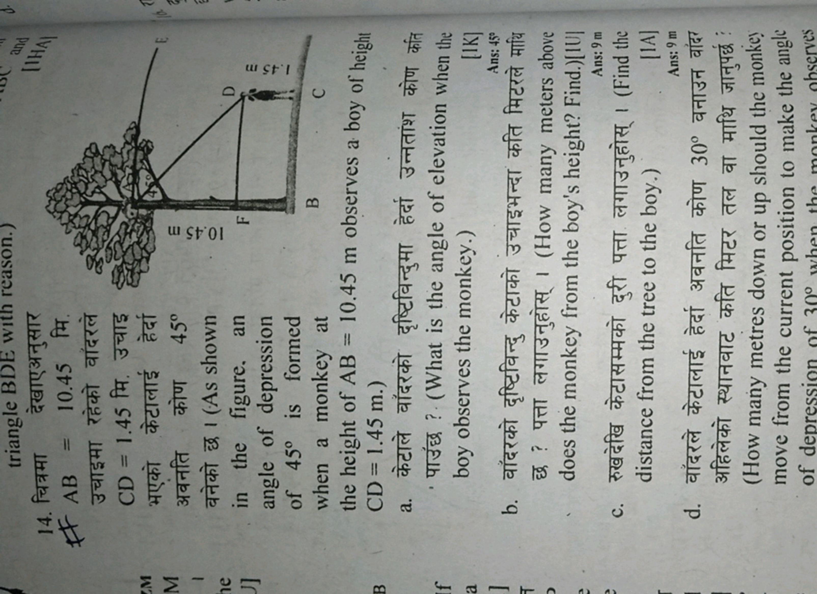 14. चित्रमा देखाएअनुसार AB=10.45 मि. उचाइमा रहेको वांदरले CD=1.45 मि. 