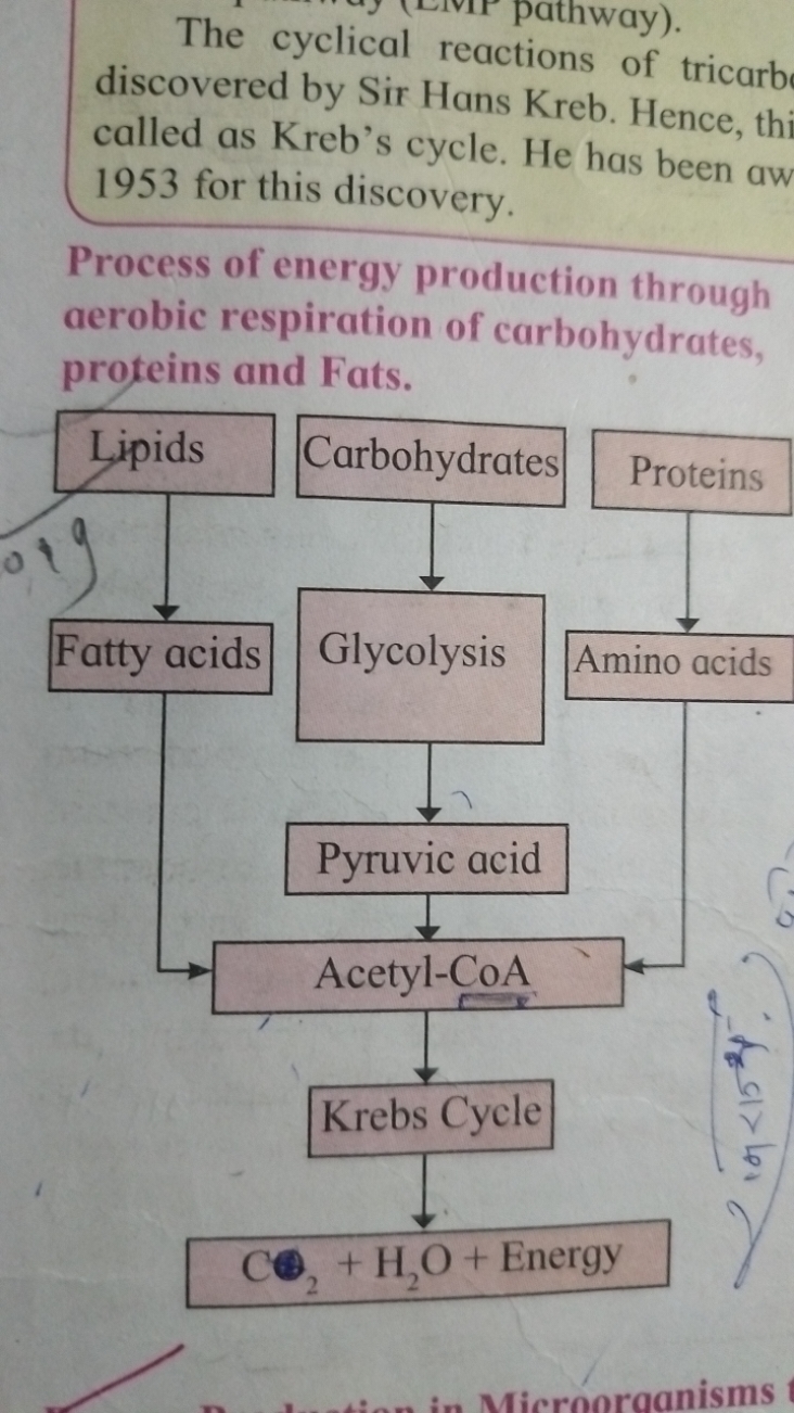 pathway).
The cyclical reactions of tricarb discovered by Sir Hans Kre