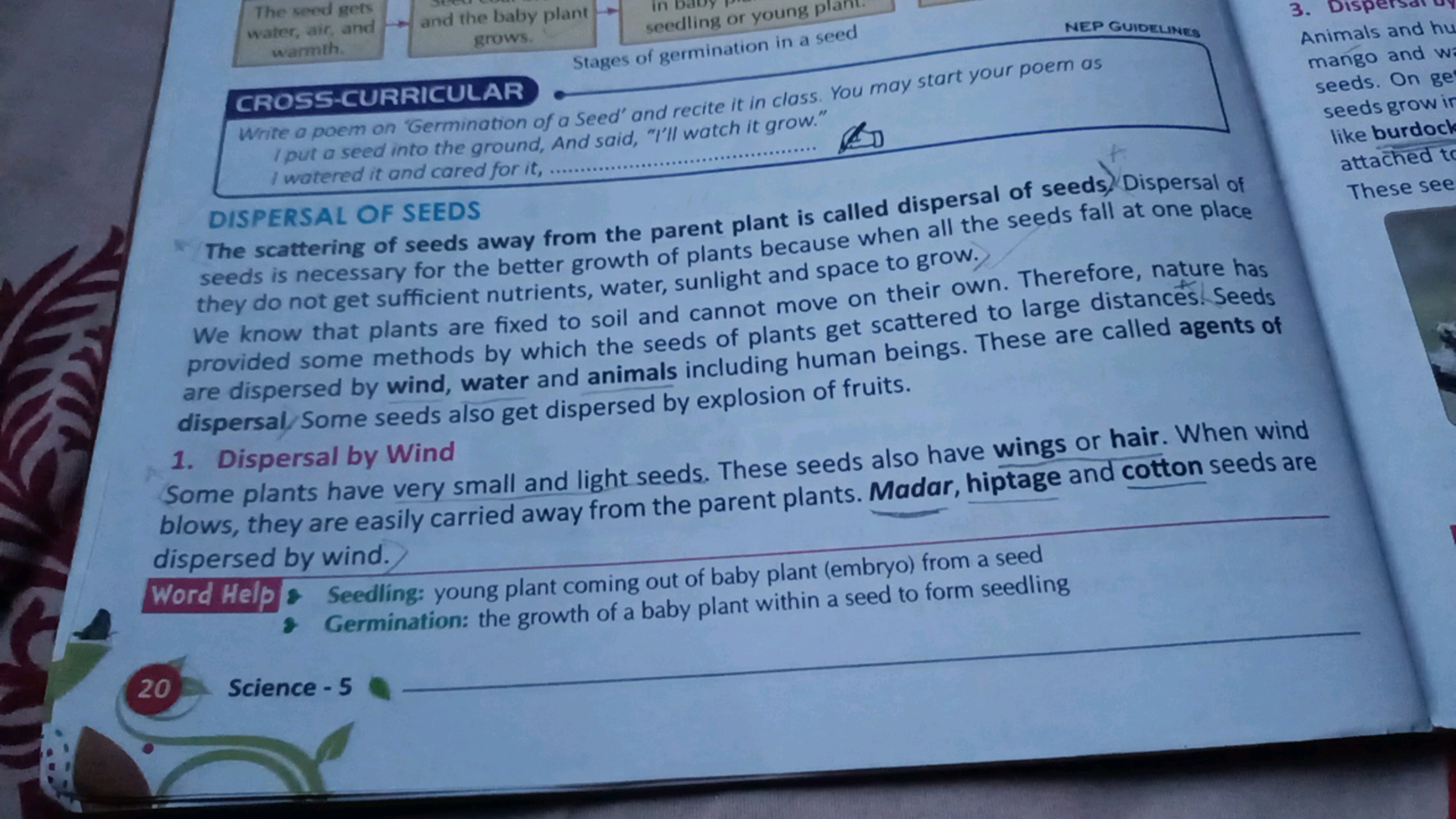 The seed gets
water, air, and and the baby plant
NED GUIDELINES
warmth