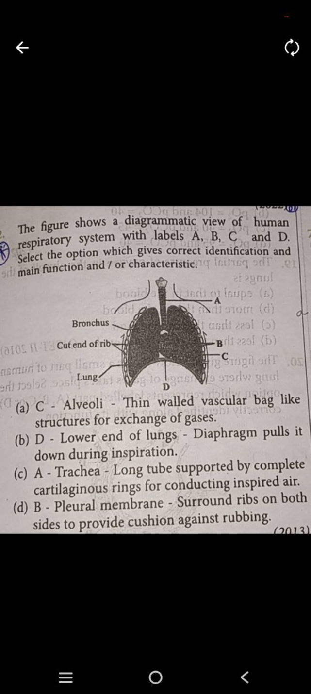 The figure shows a diagrammatic view of human respiratory system with 