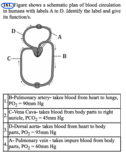 161. Figure shows a schematic plan of blood circulation in humans with