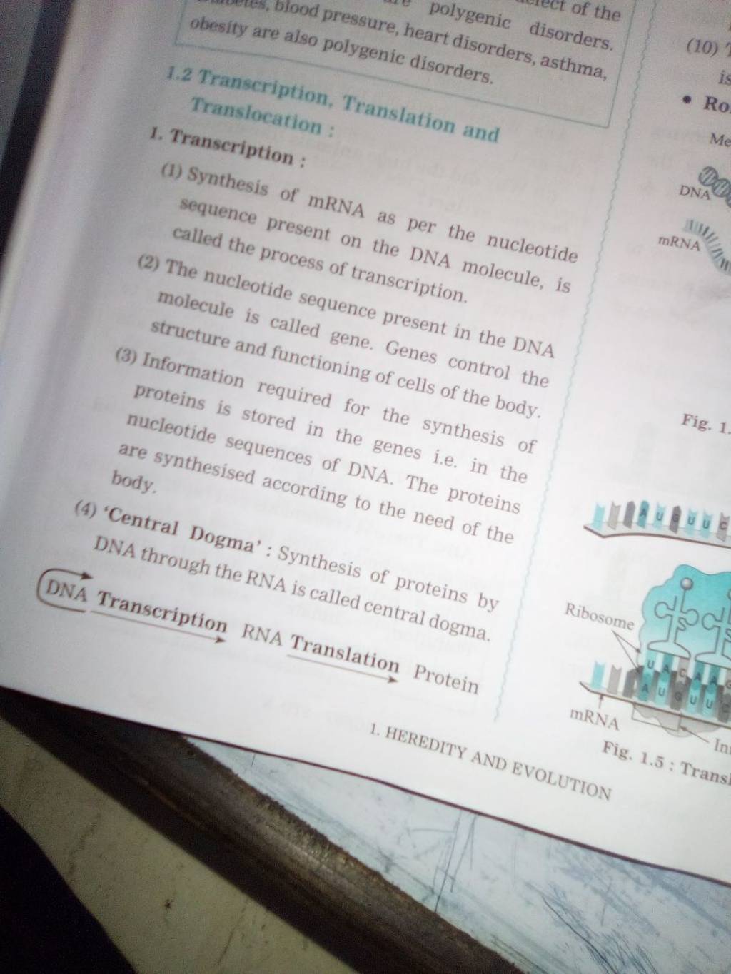 (2) The nucleotide sequence present in the DNA