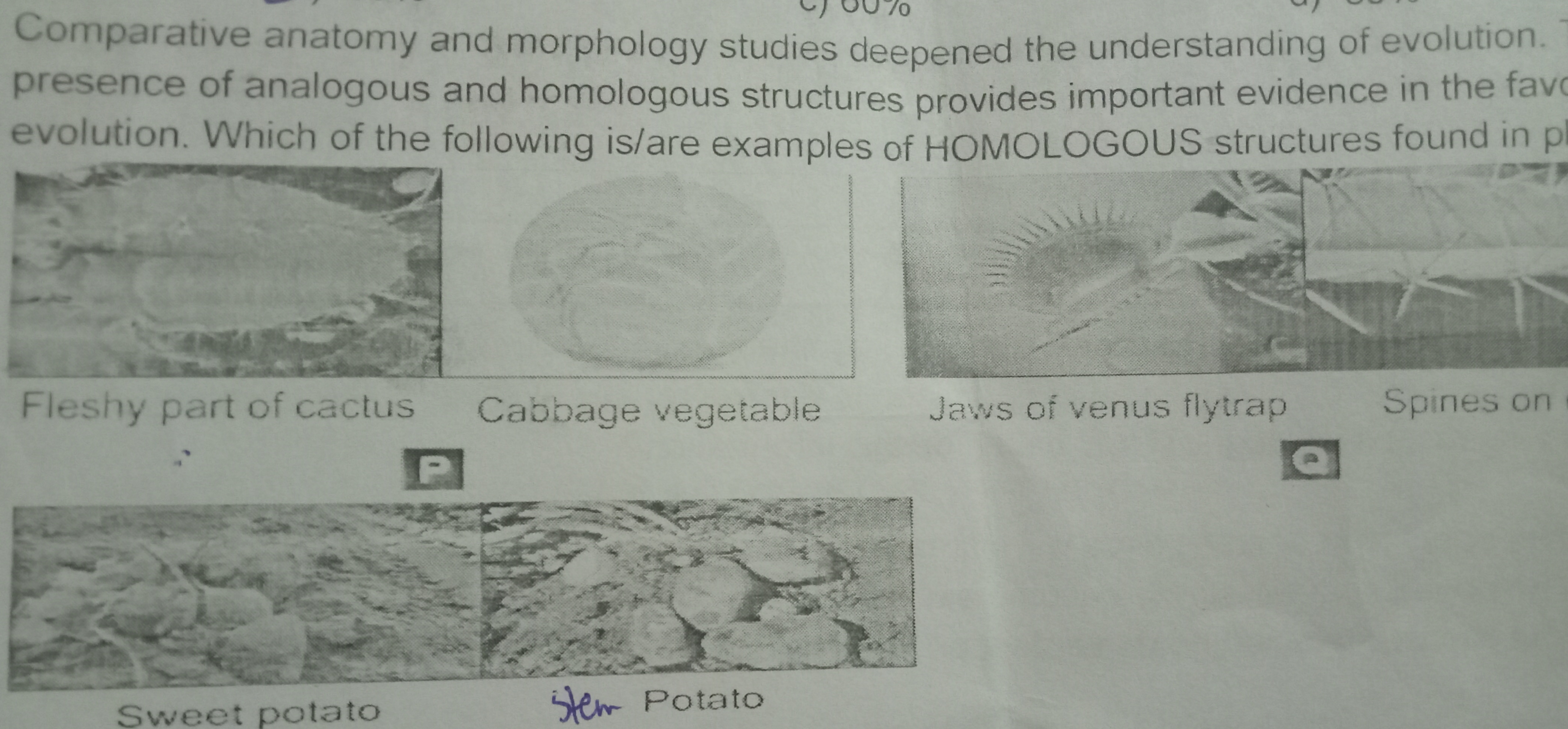 Comparative anatomy and morphology studies deepened the understanding 