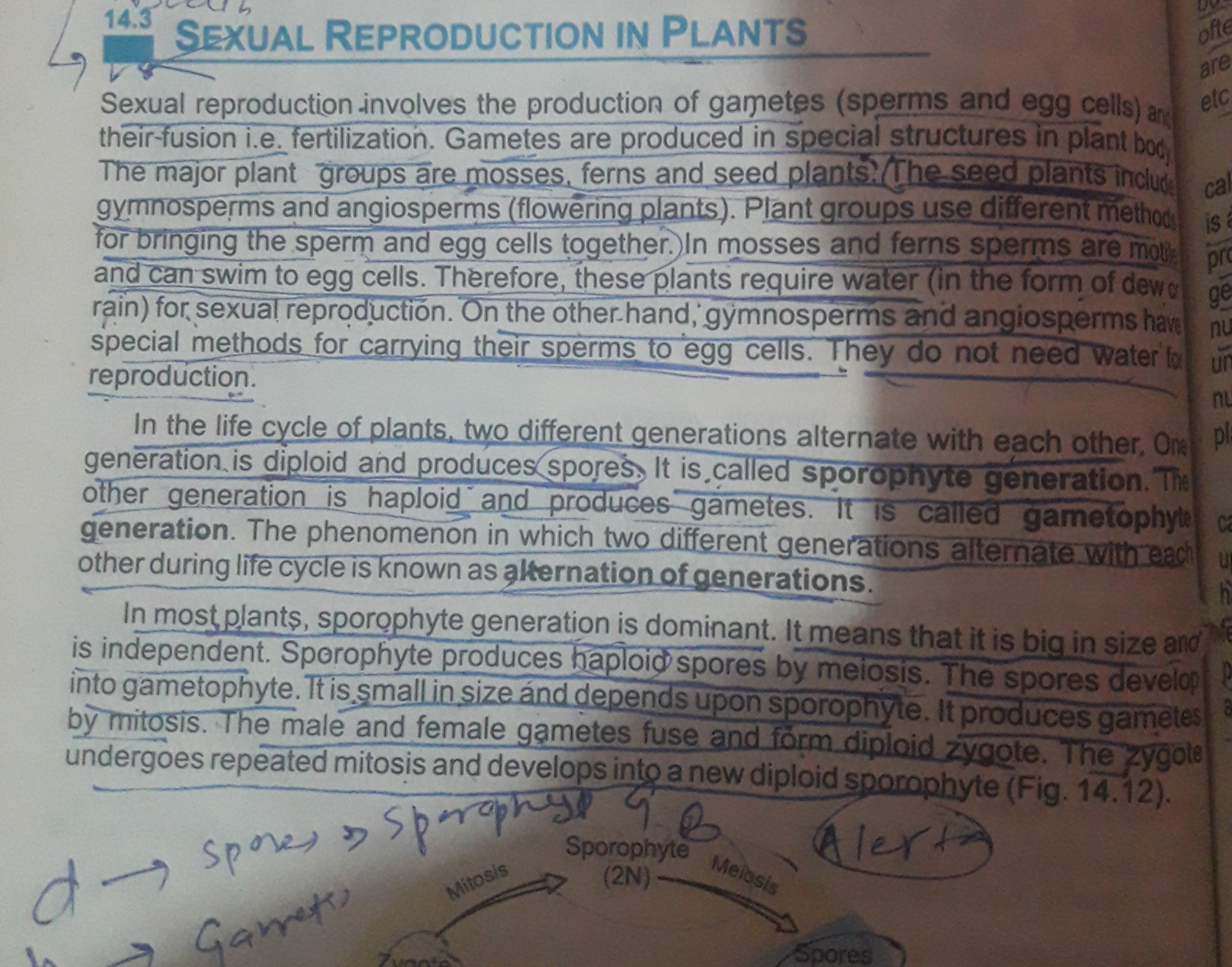 →
14.3 SEXUAL REPRODUCTION IN PLANTS
Sexual reproduction -involves the