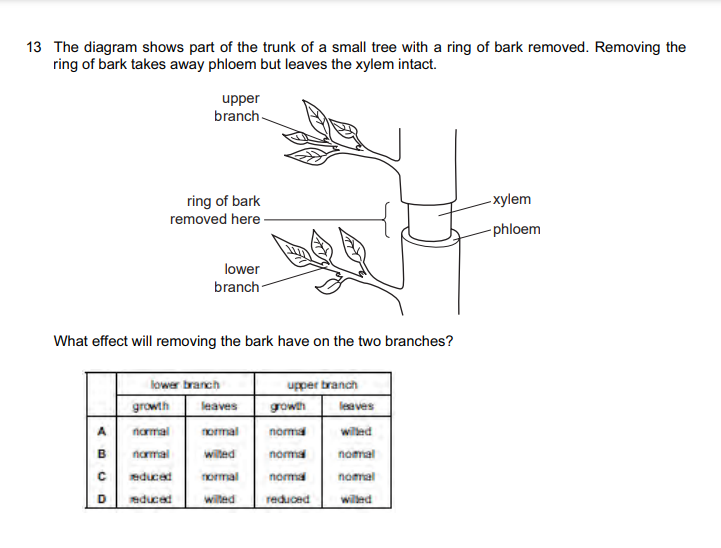 13 The diagram shows part of the trunk of a small tree with a ring of 