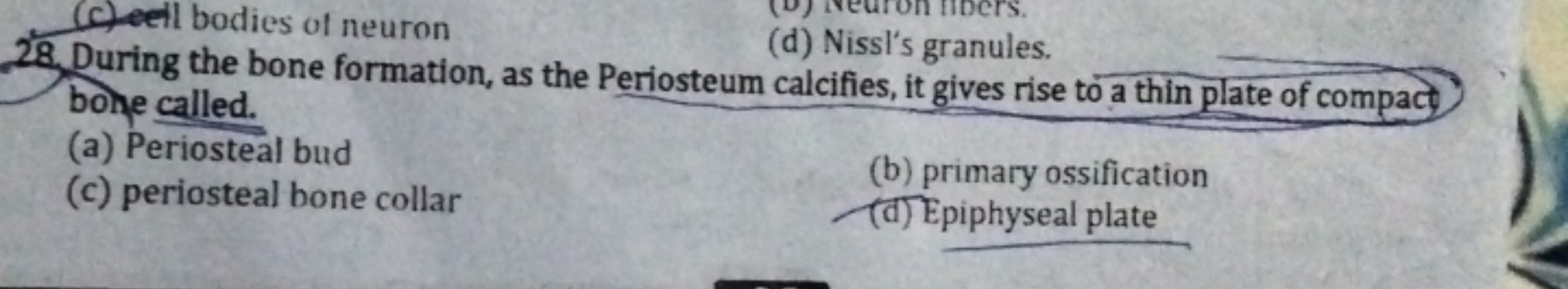 (c)eell bodies of neuron
28. During the bone formation, as the Periost