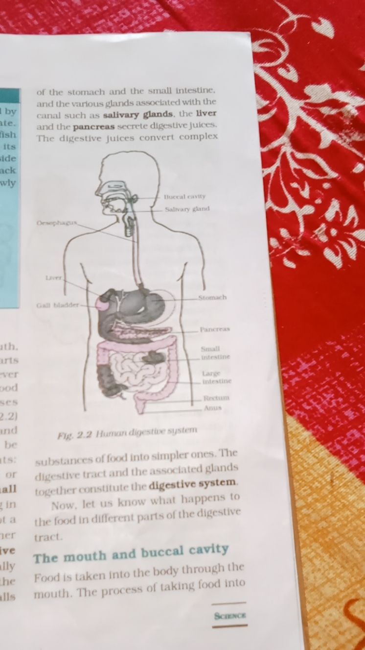 of the stomach and the small intestine. and the various glands associa