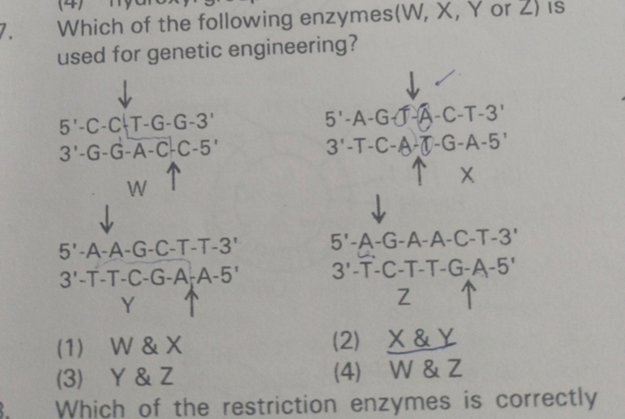 Which of the following enzymes( W,X,Y or Z ) is used for genetic engin