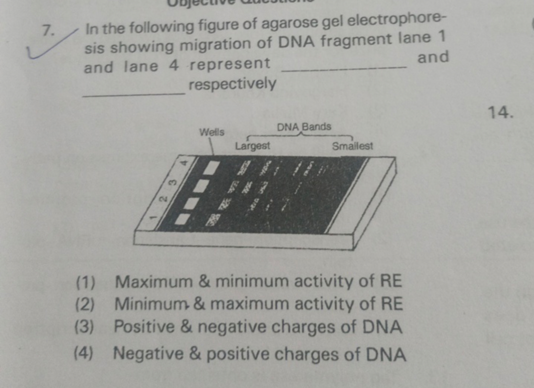 7. In the following figure of agarose gel electrophoresis showing migr