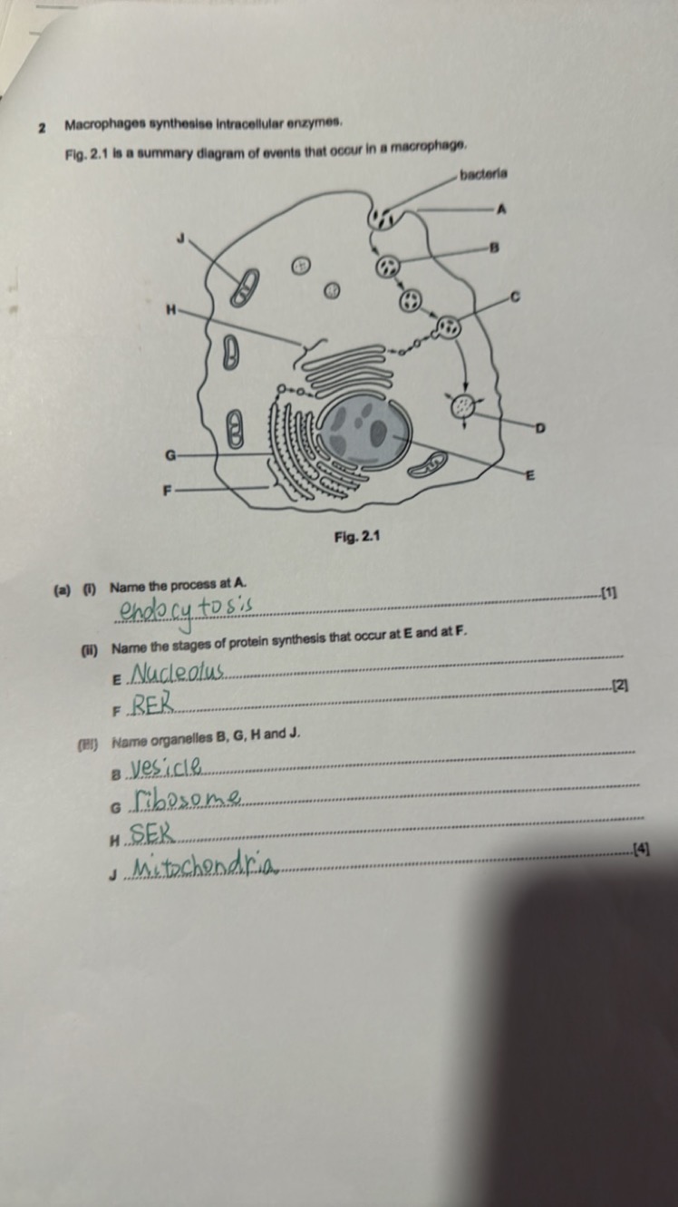 2 Macrophages synthesise intracellular enzymes.
Fig. 2.1 is a summary 