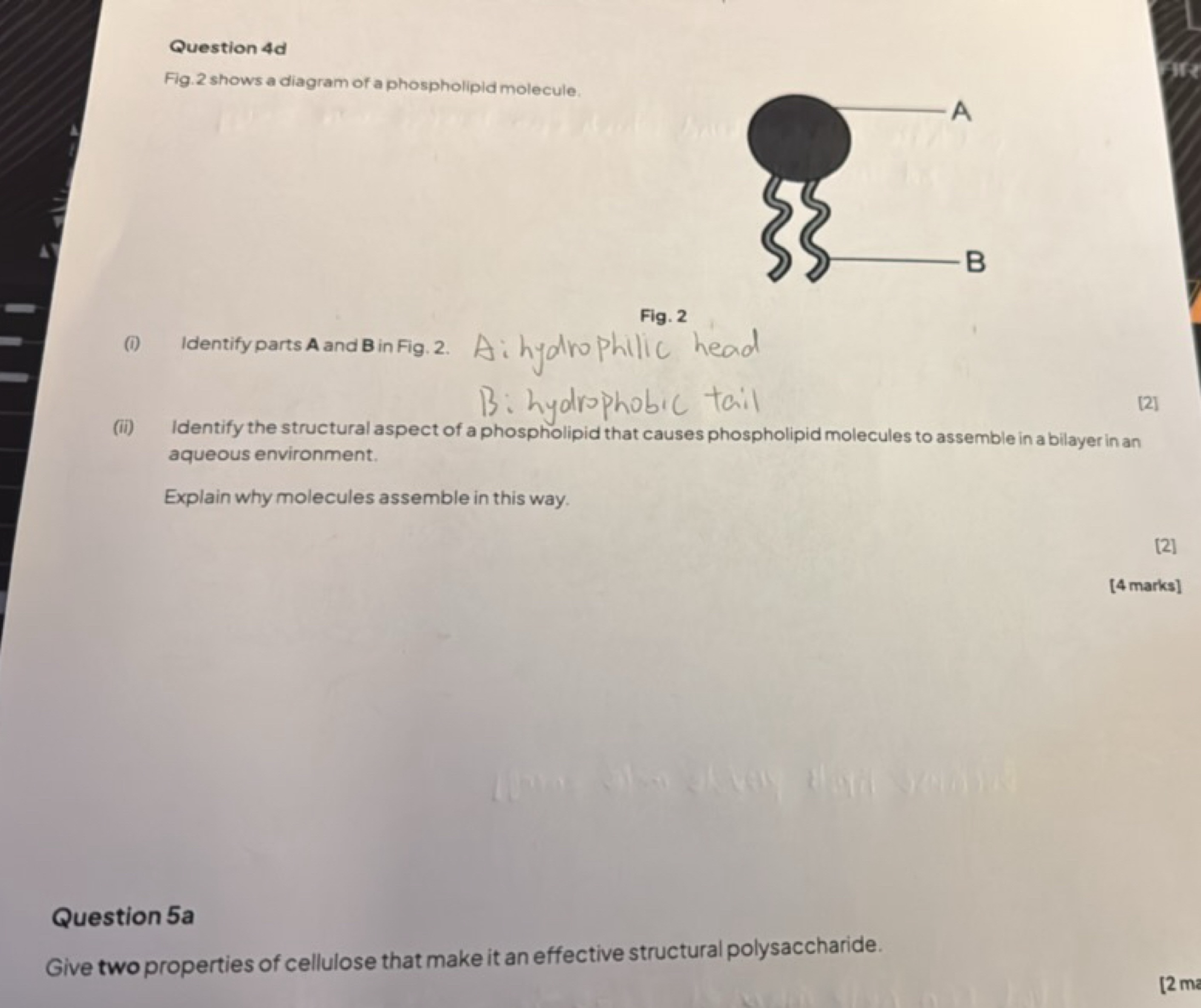 Question Hd
Fig. 2 shows a diagram of a phospholipid molecule.

Fig. 2