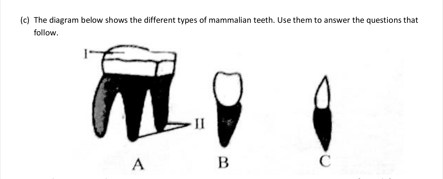 (c) The diagram below shows the different types of mammalian teeth. Us