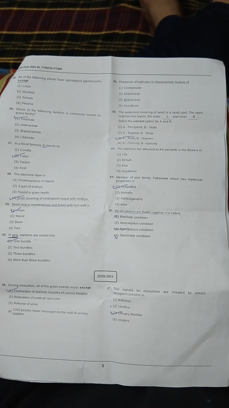 35. All of the following plants have syncarpous (gynoecium), except
(1