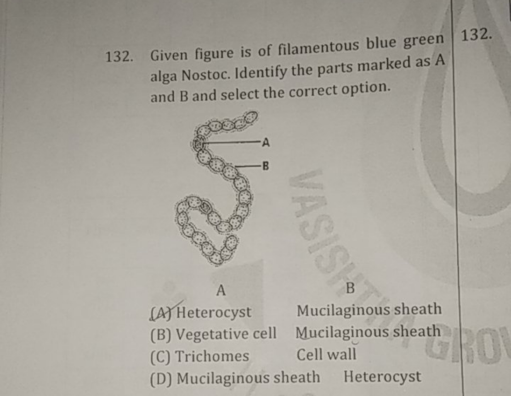 132. Given figure is of filamentous blue green
132.
alga Nostoc. Ident