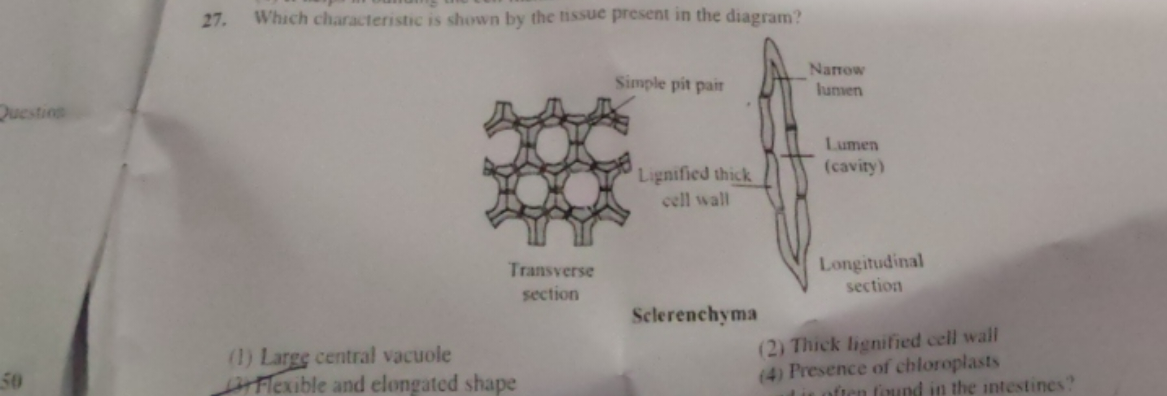 27. Which characteristic is shown by the tissue present in the diagram