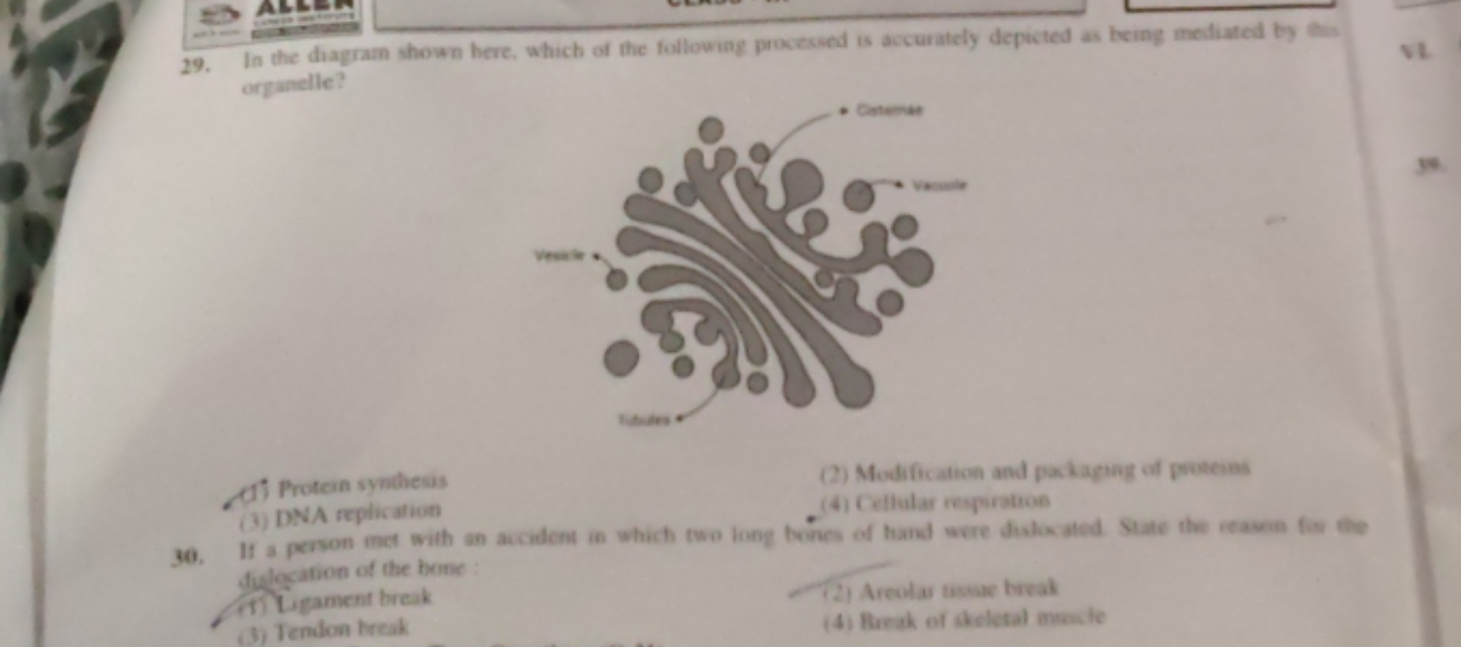 29. In the diagram shown bere, which of the following processed is acc