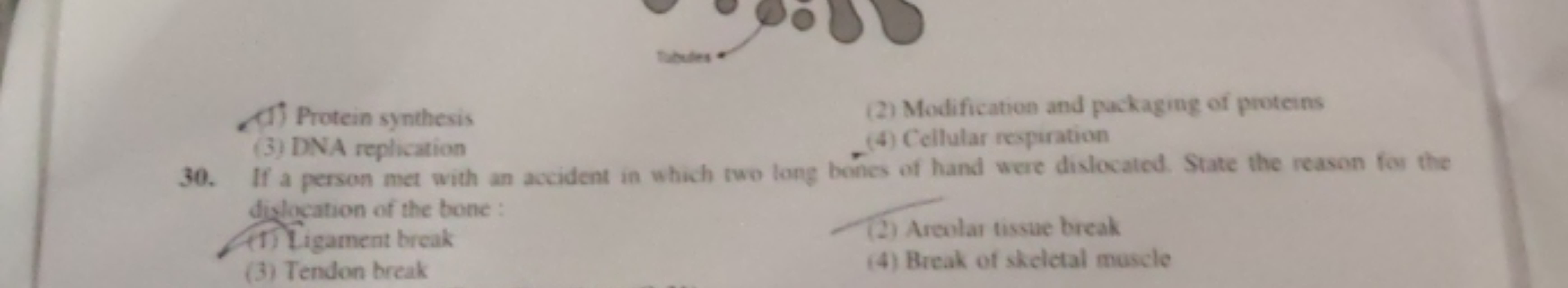 (1) Protein synthesis
(2) Modification and packaging of proteins
(3) D