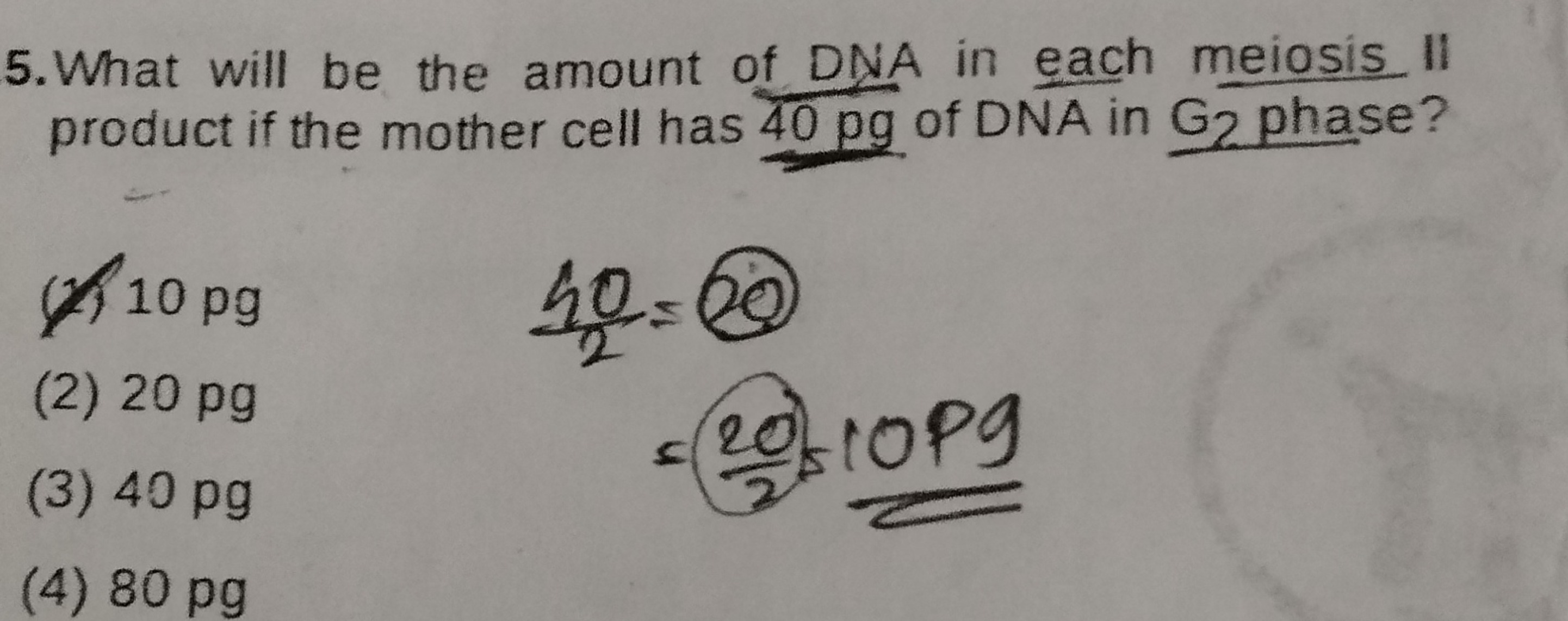 5. What will be the amount of DNA in each meiosis II product if the mo