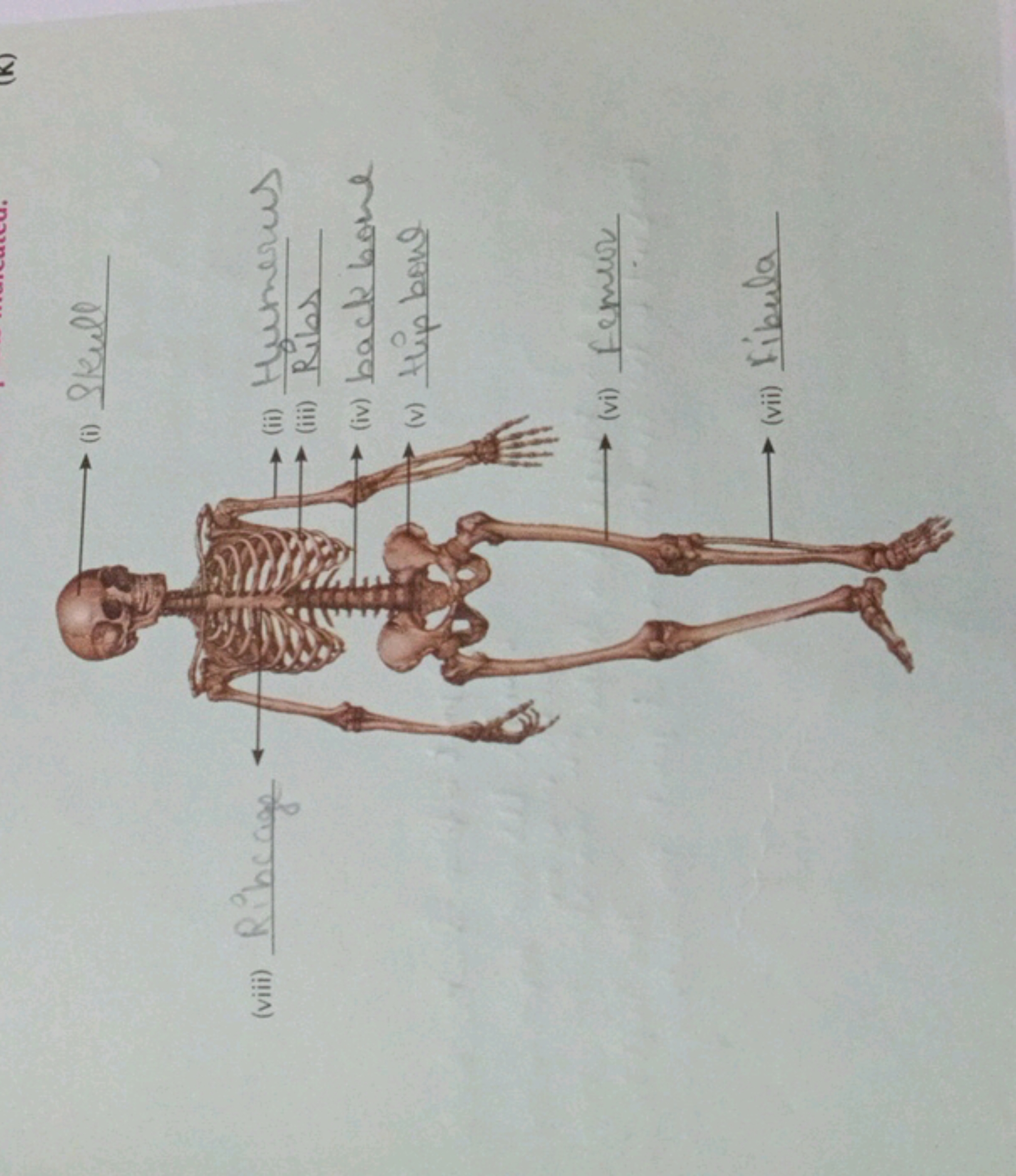 (viii)
(1) Skull
4.
Rib
Ribcage
(ii) Humerus
(iii) Ribs
(iv) back bone