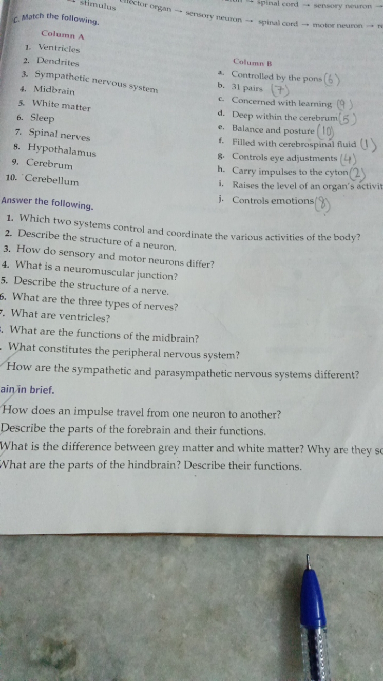 c. Match the following.

Column A
1. Ventricles
2. Dendrites

Column B