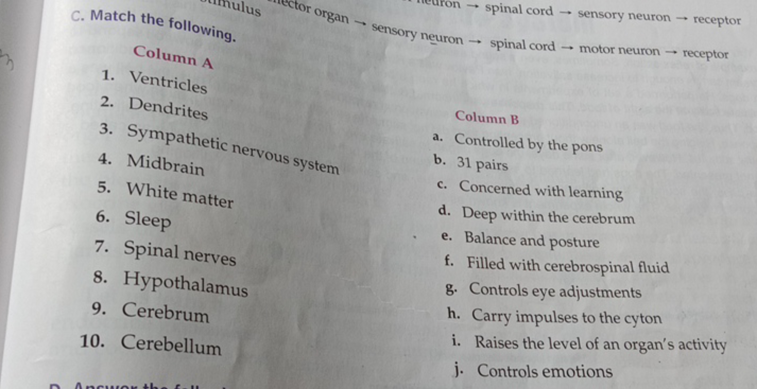 C. Match the following.

Column A
1. Ventricles
2. Dendrites
3. Sympat