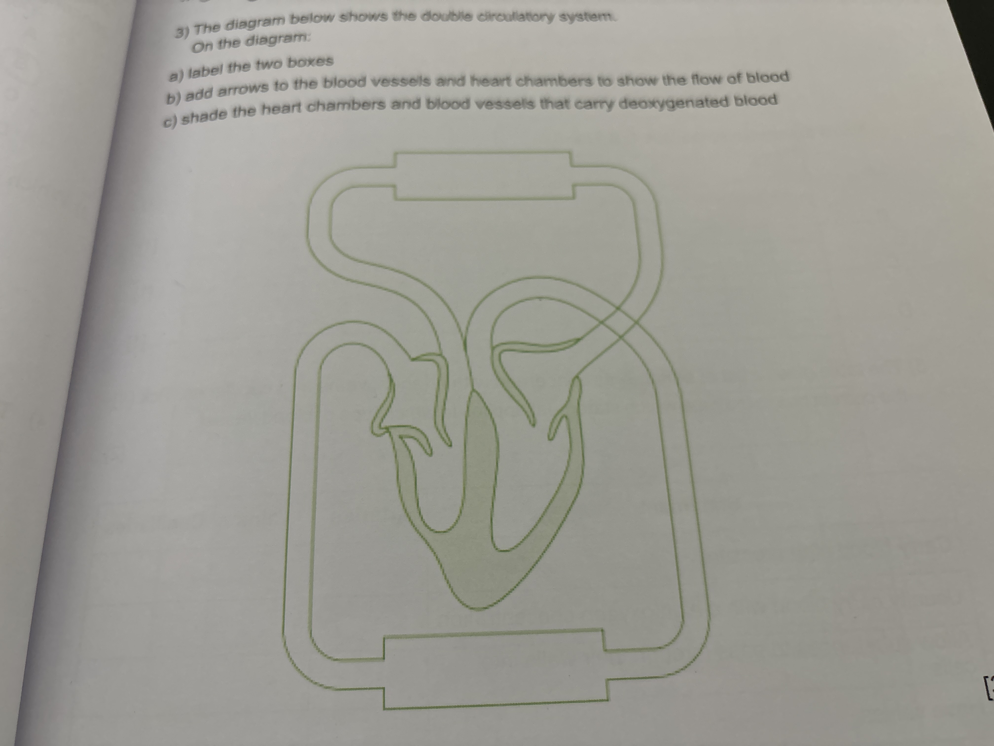 3) The diagram below shows the doublie circullationy system.

On the d