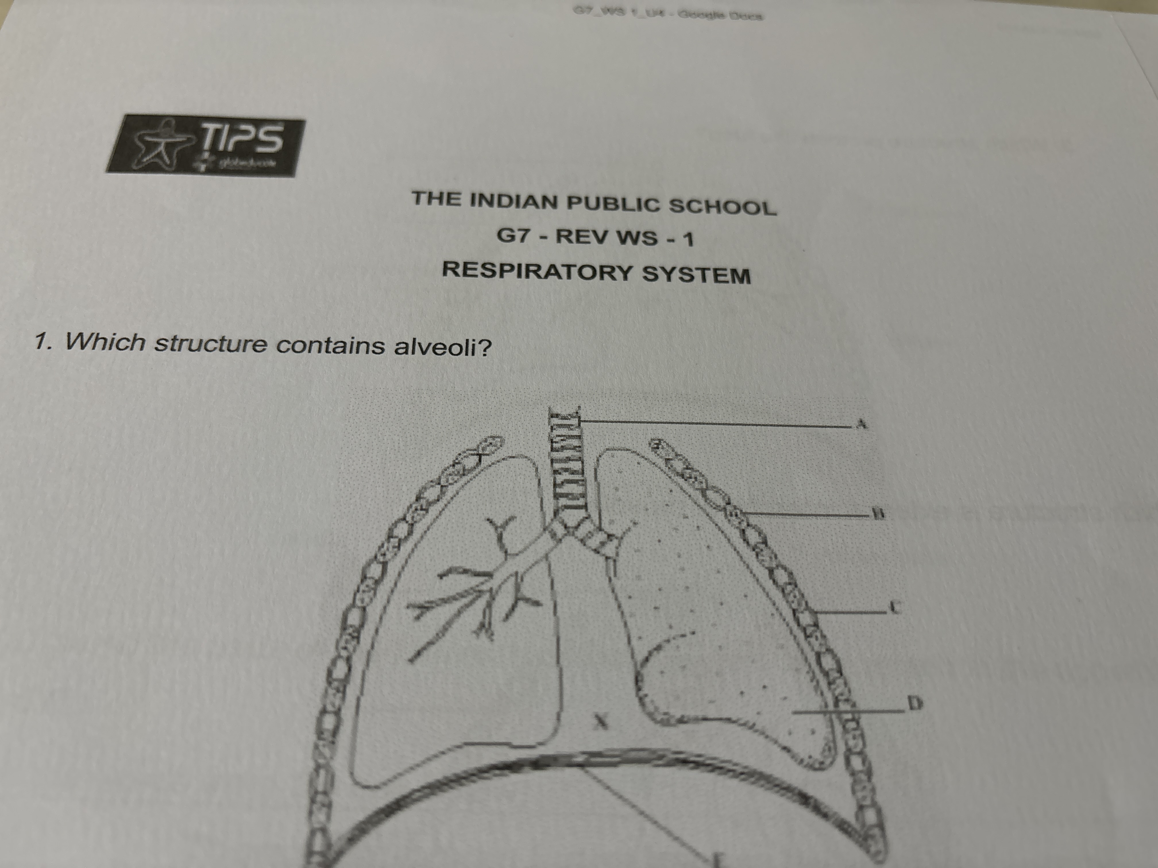 TIPS
THE INDIAN PUBLIC SCHOOL
G7-REV WS-1
RESPIRATORY SYSTEM
1. Which 