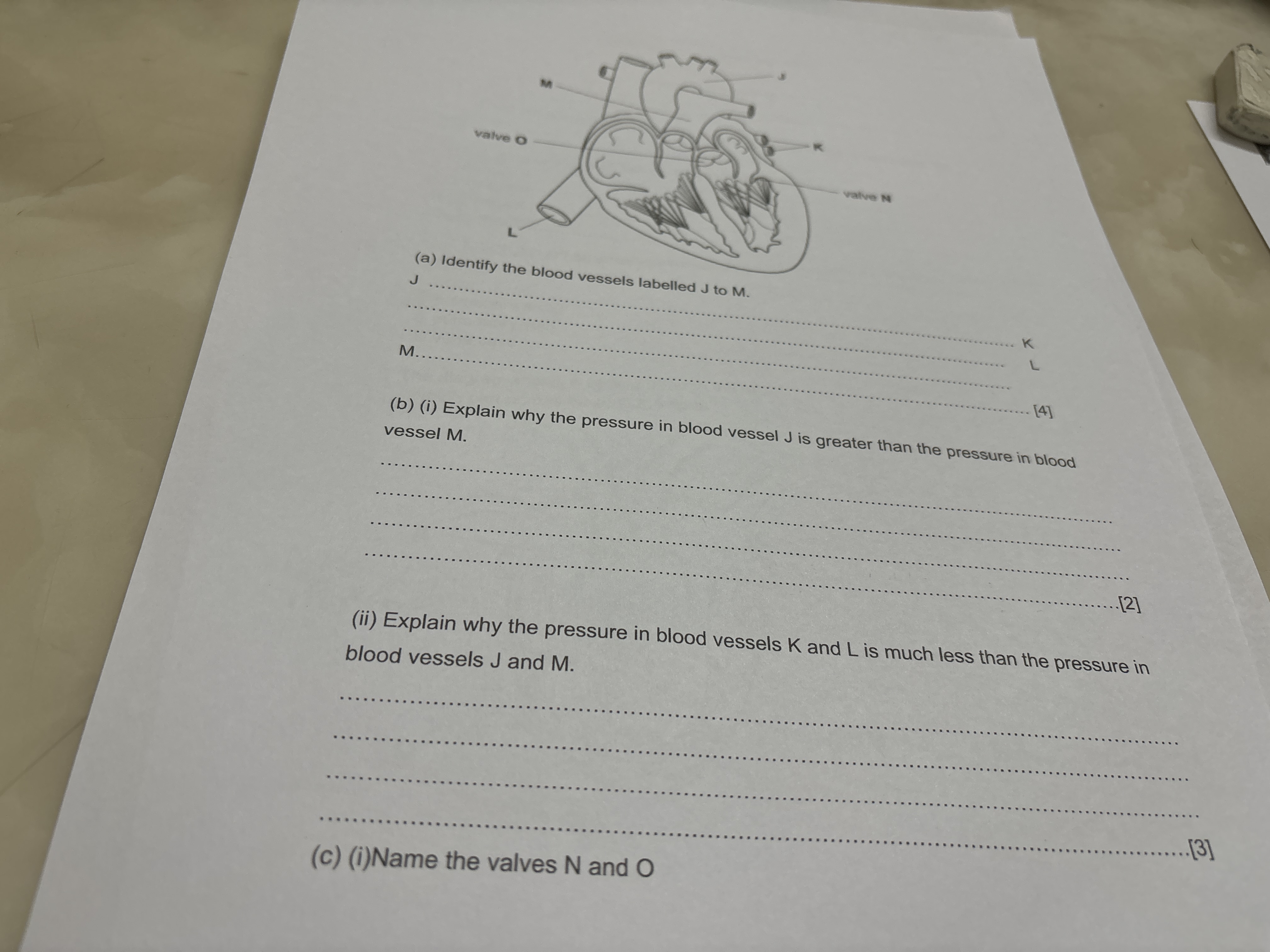 valve O
M
(a) Identify the blood vessels labelled J to M.
J
M....
valv