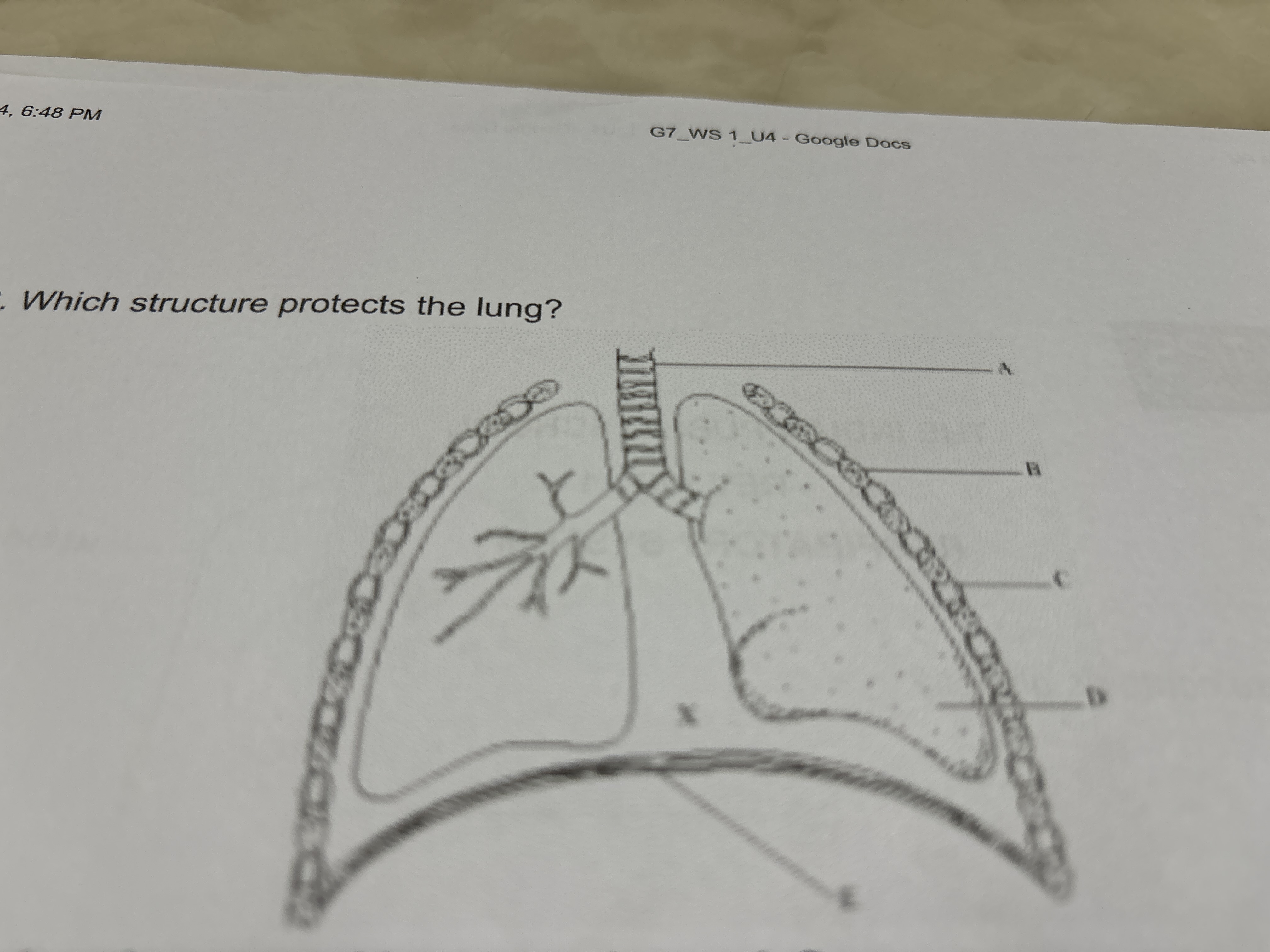 4, 6:48 PM
G7_Ws 1-U4 - Google Docs

Which structure protects the lung